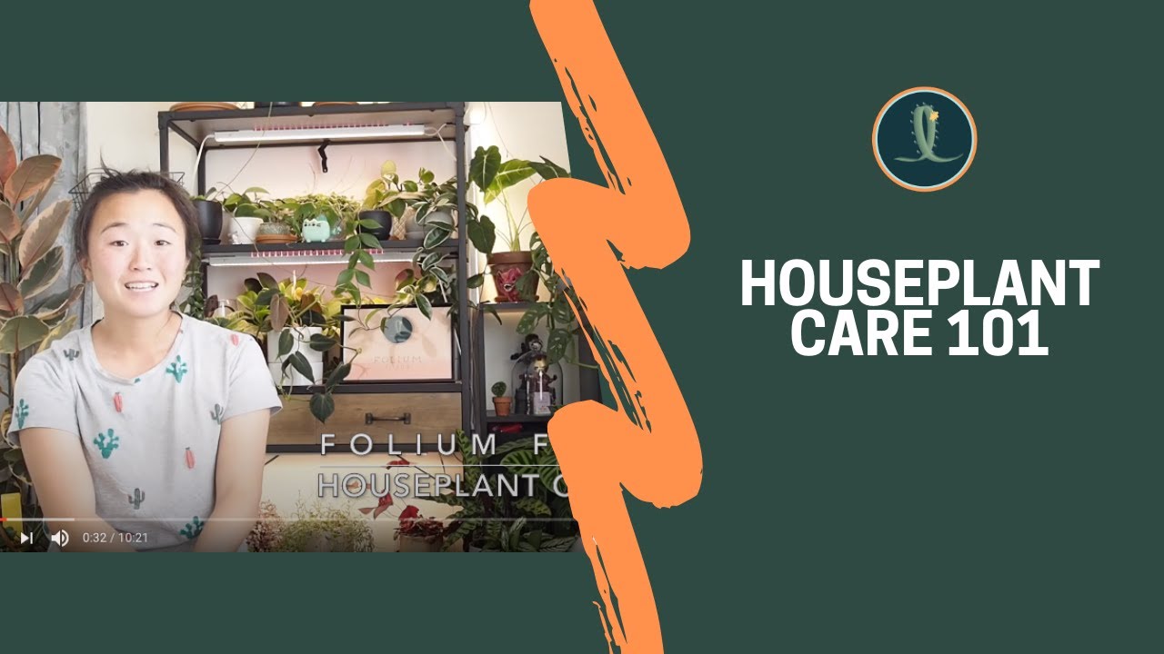 Plant Care 101 | Houseplant Care Basics and Tips