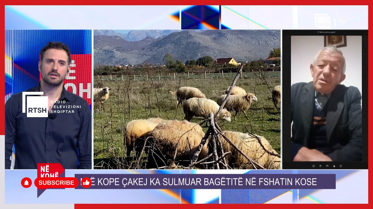 Çakejtë mësyjnë në stane e Kosenit të Malësisë së Madhe - Fermeri: Më sulmuan bagëtitë