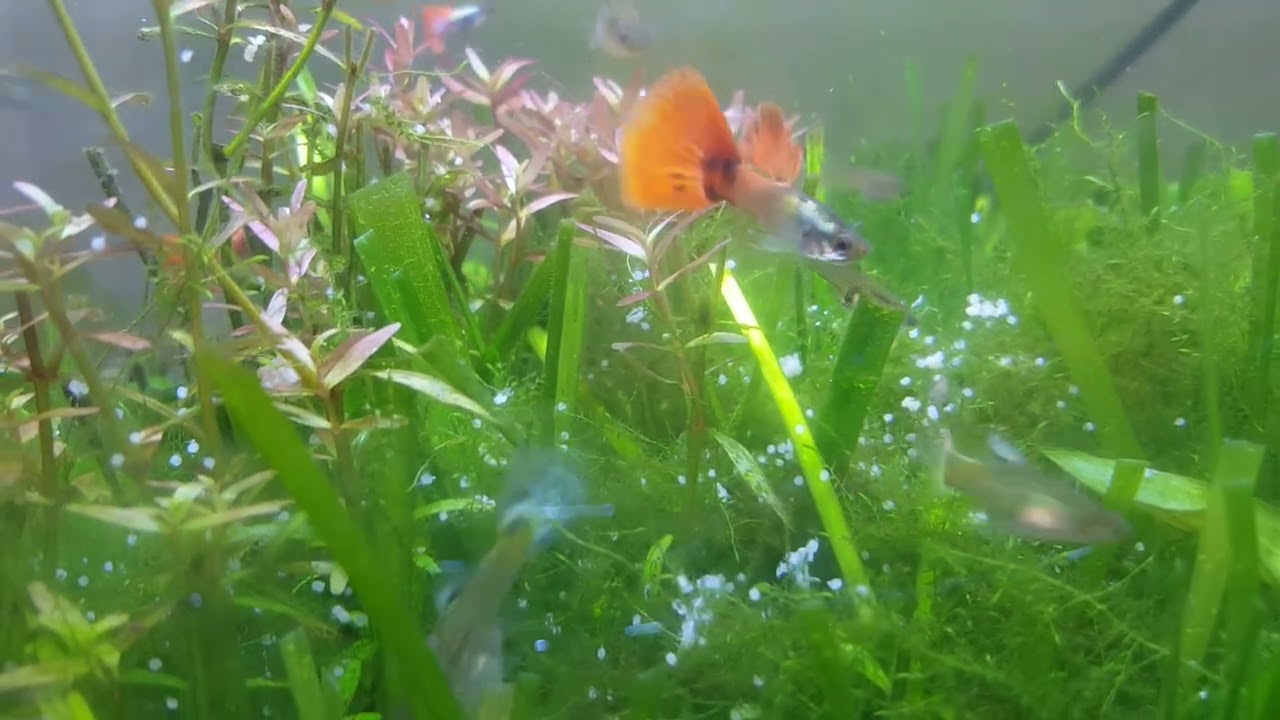 🐟Sprzedawca Ci Tego nie powie-najlepsza karma dla rybek ikra śledzia