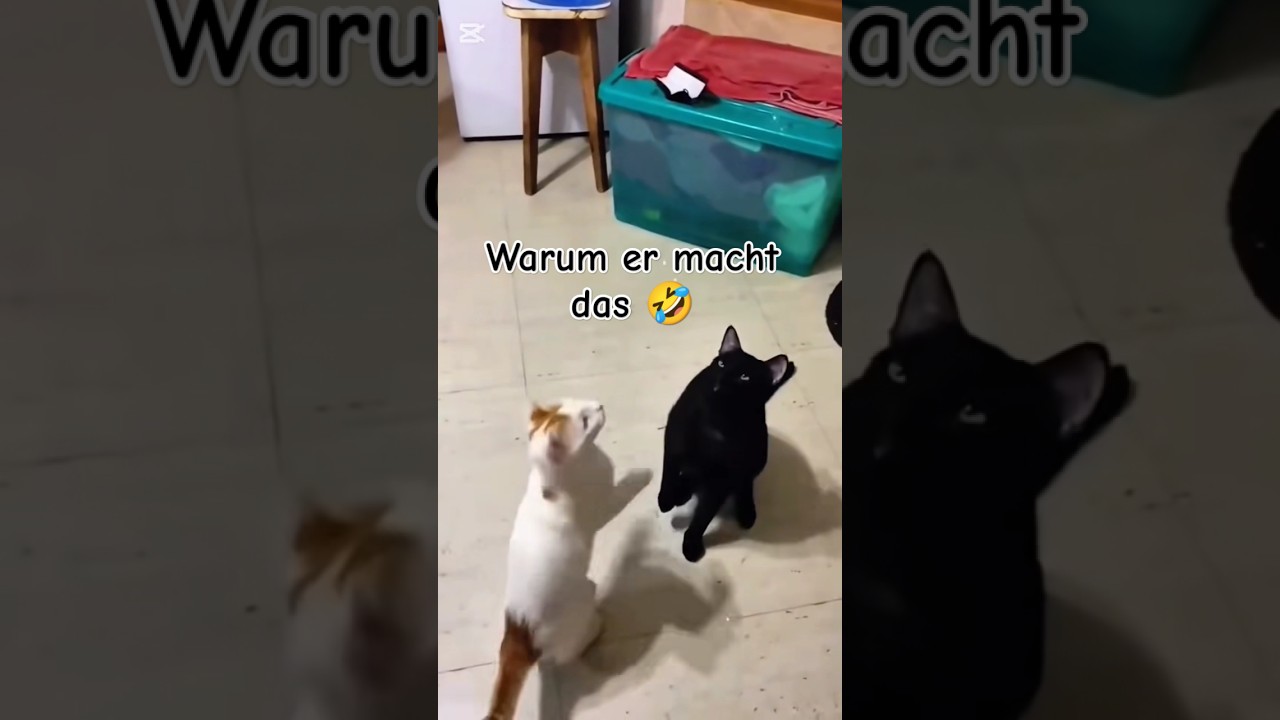 Lustige Katzenvideos zum Totlachen – Diese Katze ist einfach zu wild! 😹
