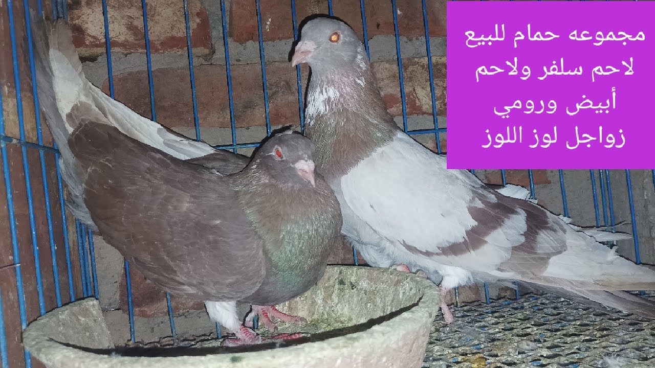 مجموعه حمام للبيع لاحم فرنساوي ولاحم سلفر وزاجل ورومي لوز اللوز
