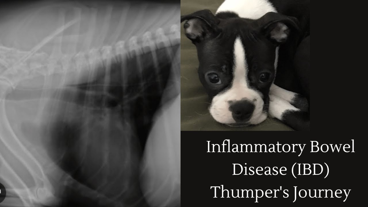 Canine IBD (Inflammatory Bowel Disease) - An Owner's Story - What You Should Know & Expect
