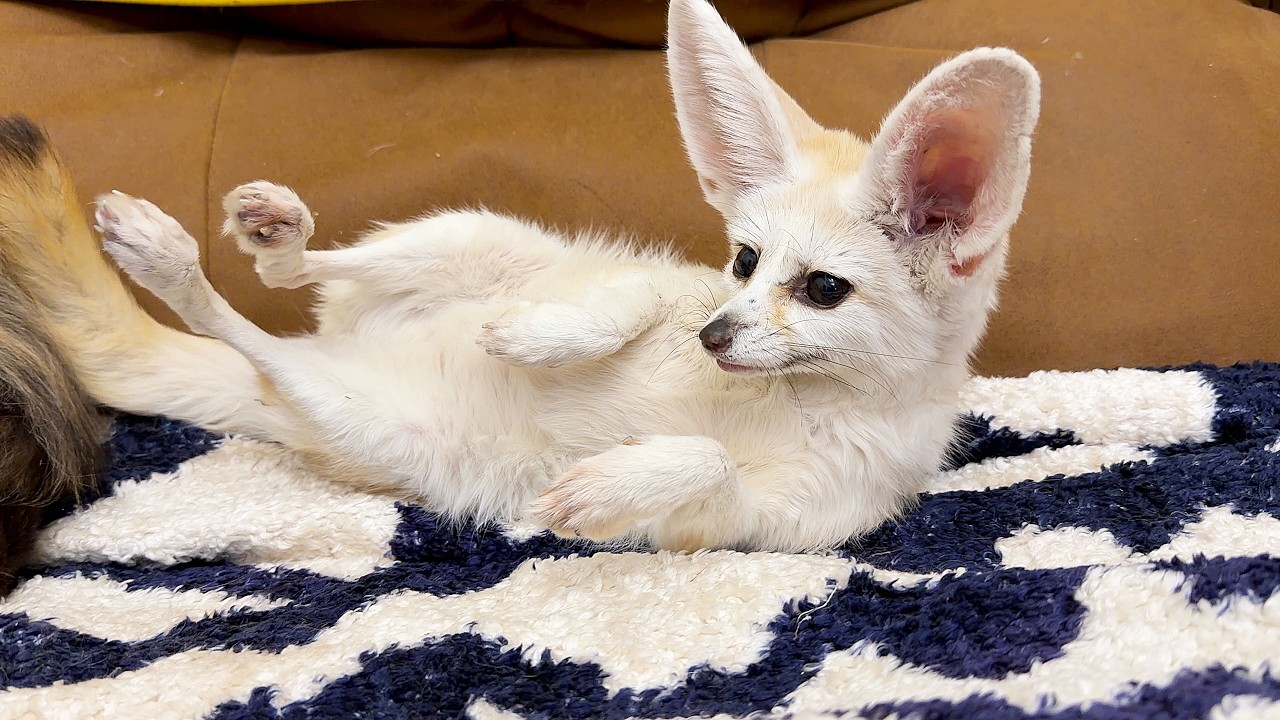 Tiffany the Fox loves to sleep with her friends. Лиса Тиффани любит спать со своими друзьями.