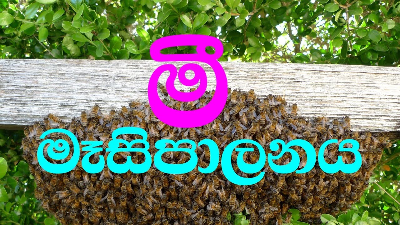 mimasipalanaya,sathwapalanaya,miwada,animals maintain,