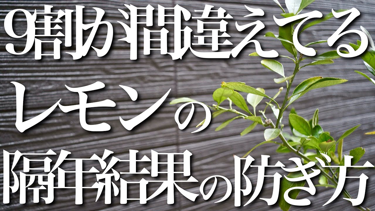【9割が間違えてる】毎年実を付けるためのレモンの隔年結果の防ぎ方
