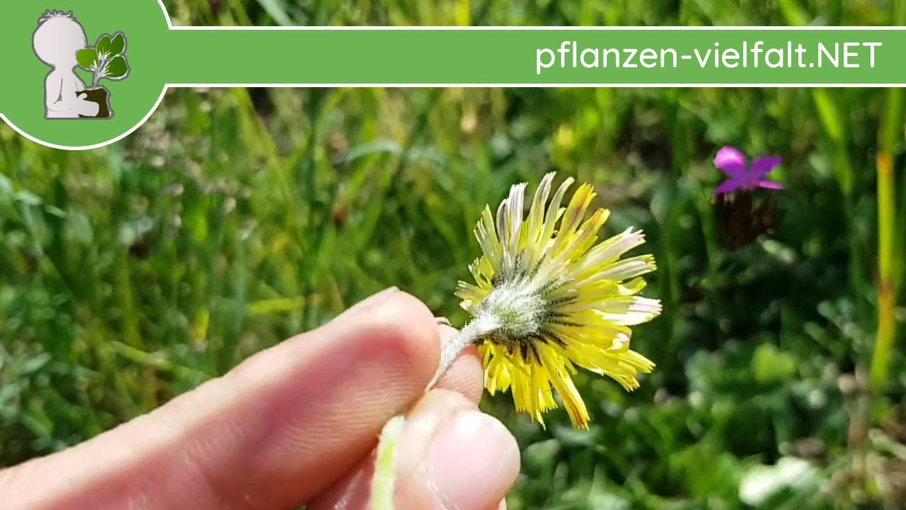 Kleines Habichtskraut - Ganze Pflanze - 17.05.19 (Hieracium pilosella) - essbare Wildkräuter sammeln