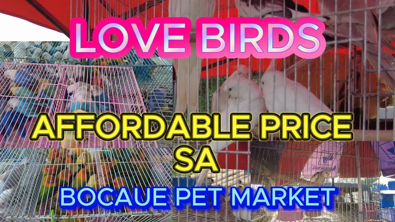 Amazing and Cheaper Lovebirds at Bocaue Pet Market