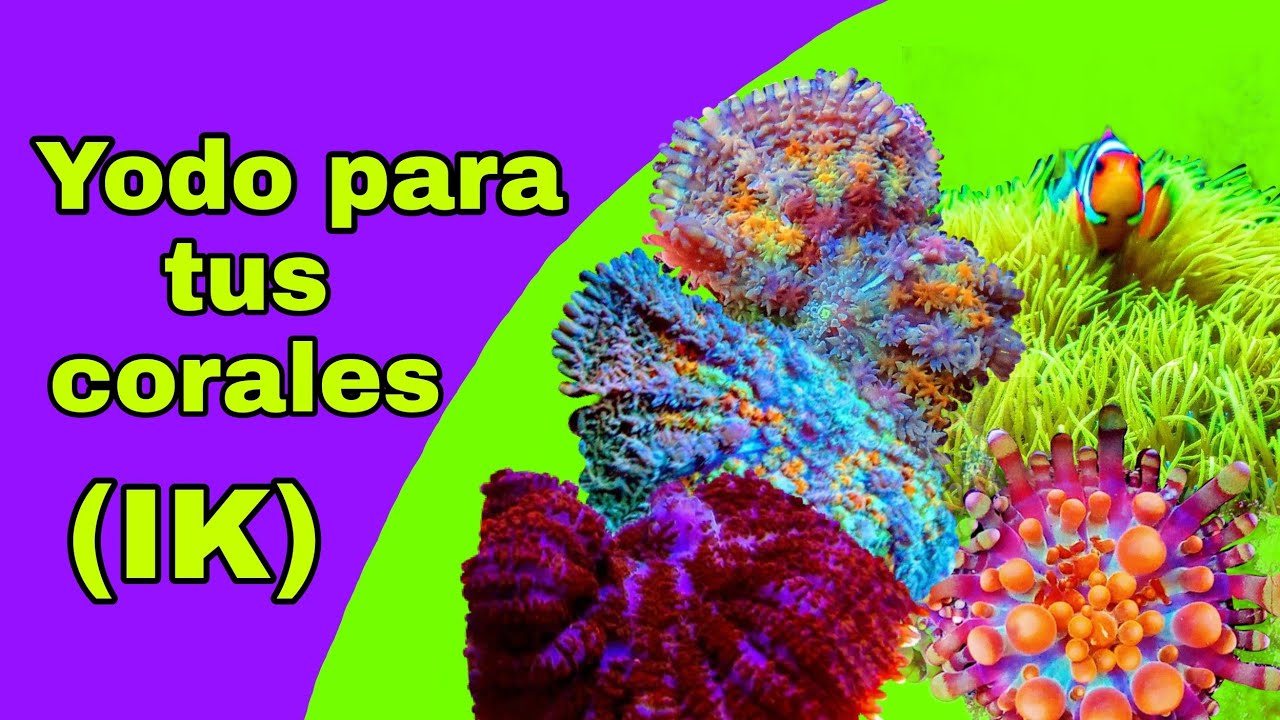 el Yodo para los corales del acuario marino