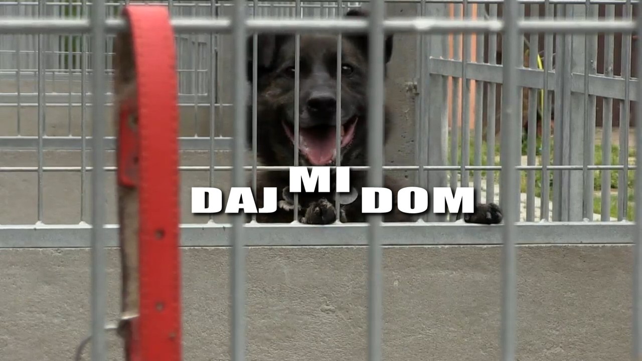 Daj mi dom - Nana i Nineza oraz Arkan