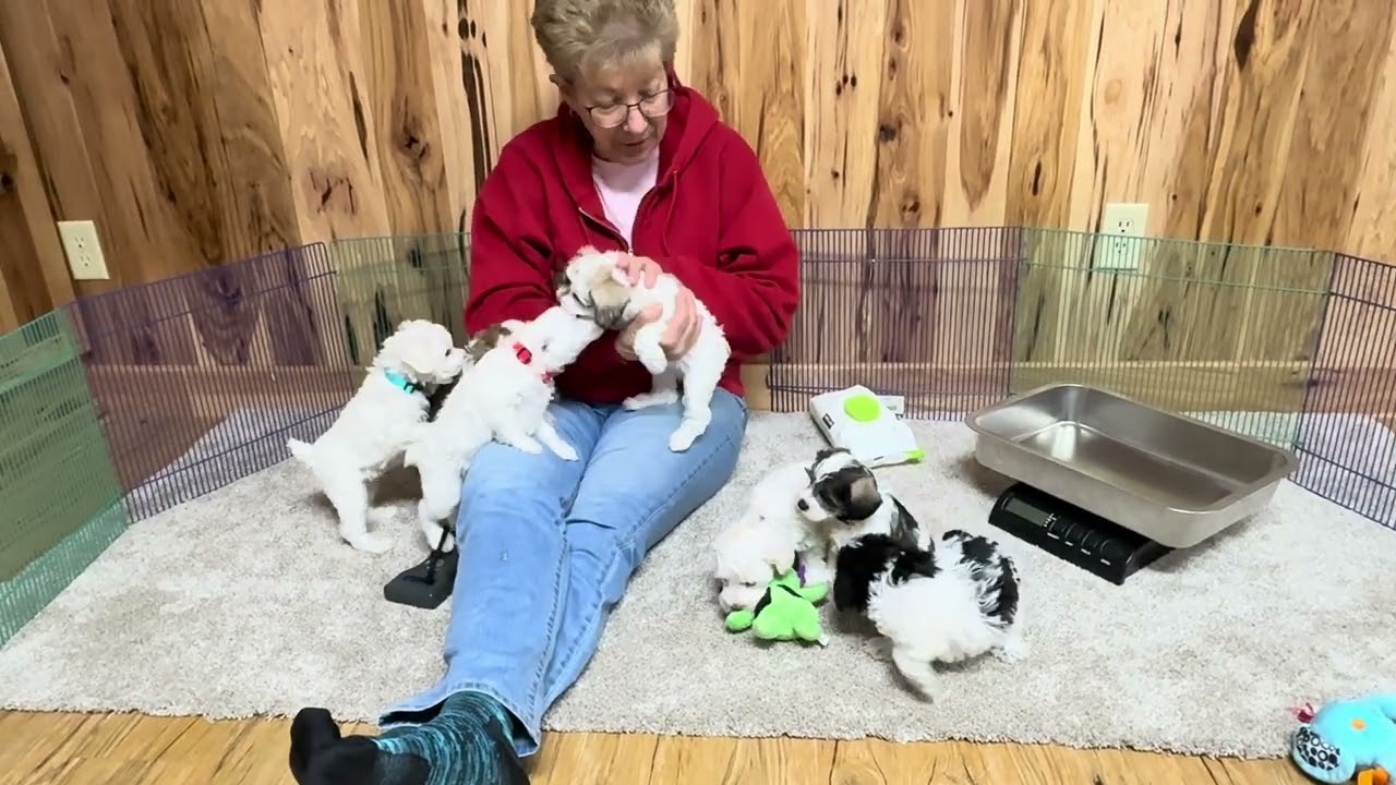 Tracy's Schnoodle puppies October 16, 2025