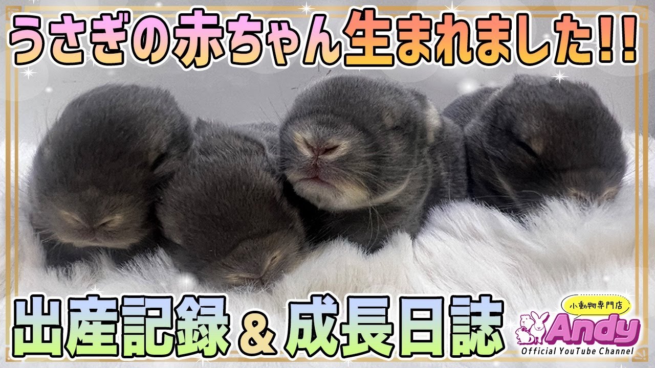 うさぎの赤ちゃん生まれました！！