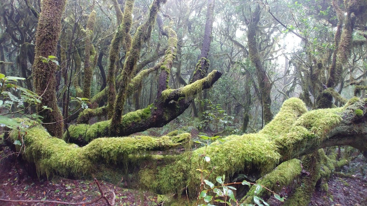 Parque Nacional de Garajonay