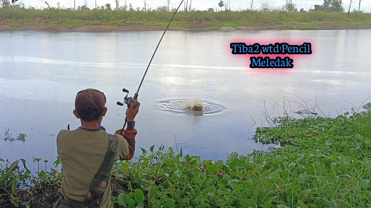 GUDANG TOMAN DISERANG HAMA STRUMER