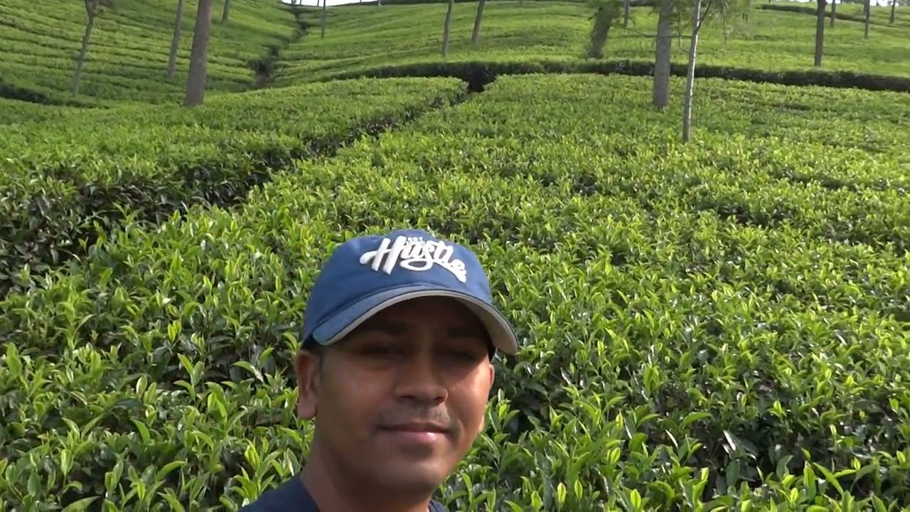 Ooty Tea Estate View (Part 1)