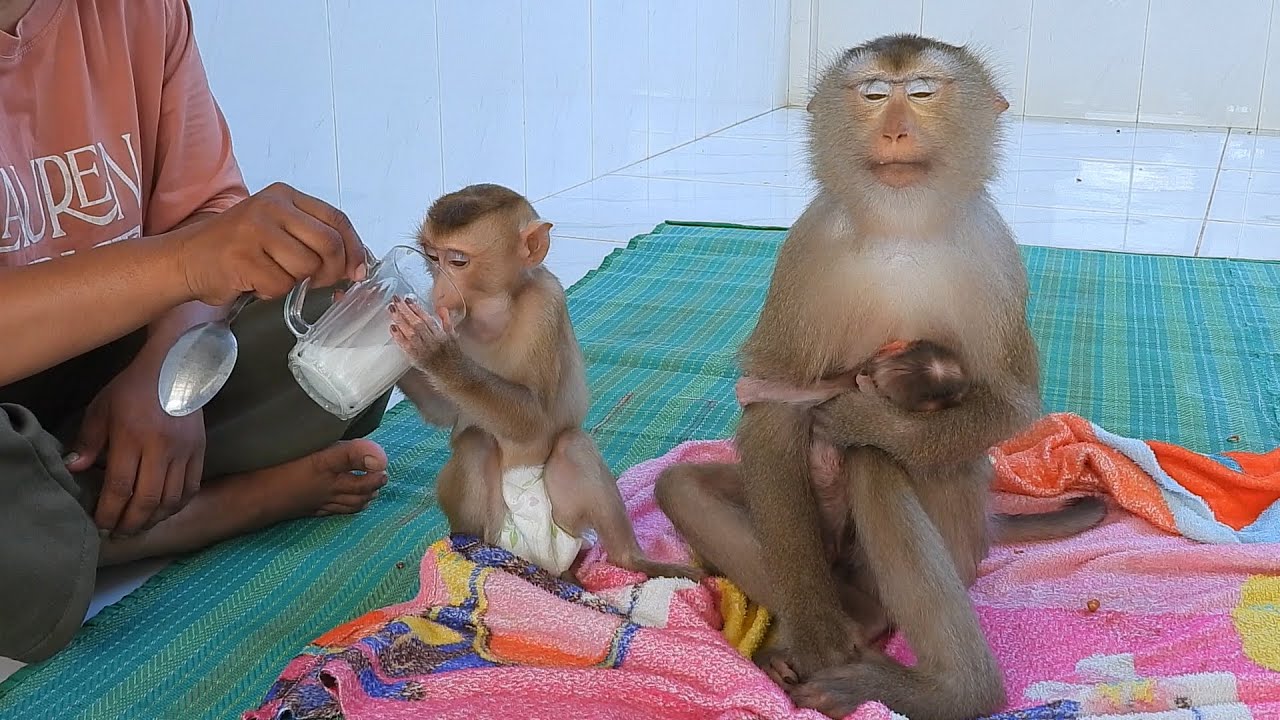 Little Valen Enjoying Luna's Milk After Reject To Drink