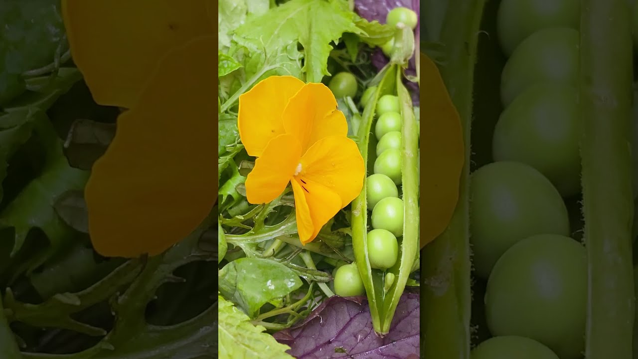 Edible Flowers