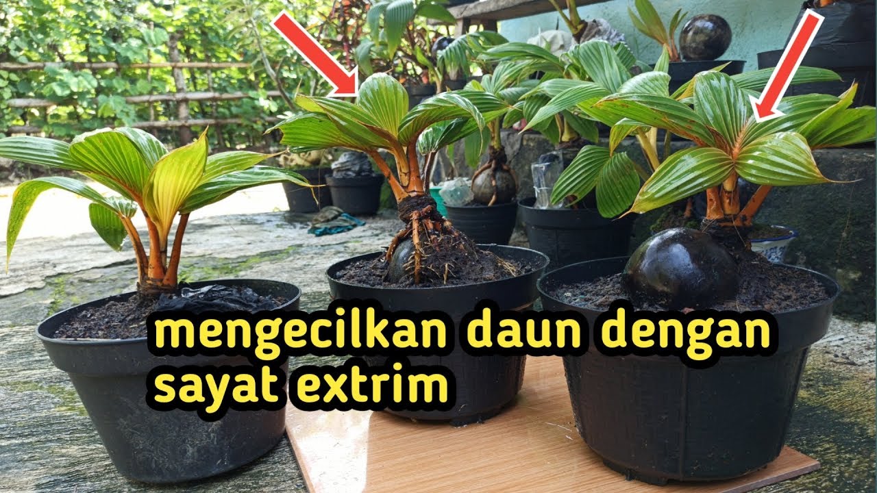 Cara membuat daun bonsai kelapa extra mini dengan sayat extrim