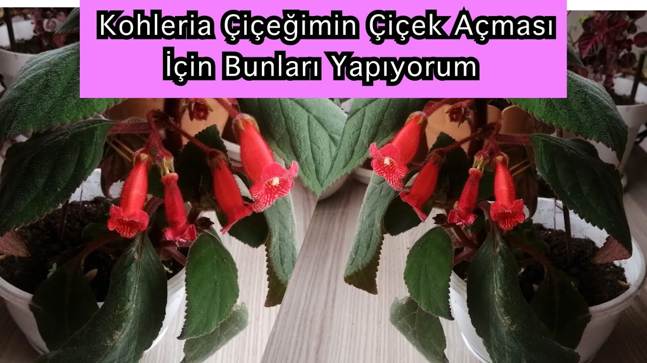 Kohleria Çiçeğimin Çiçek Açması İçin Bunları Yapıyorum. Kohleria Çoğaltma. Saksı Değişimi. Kohleria