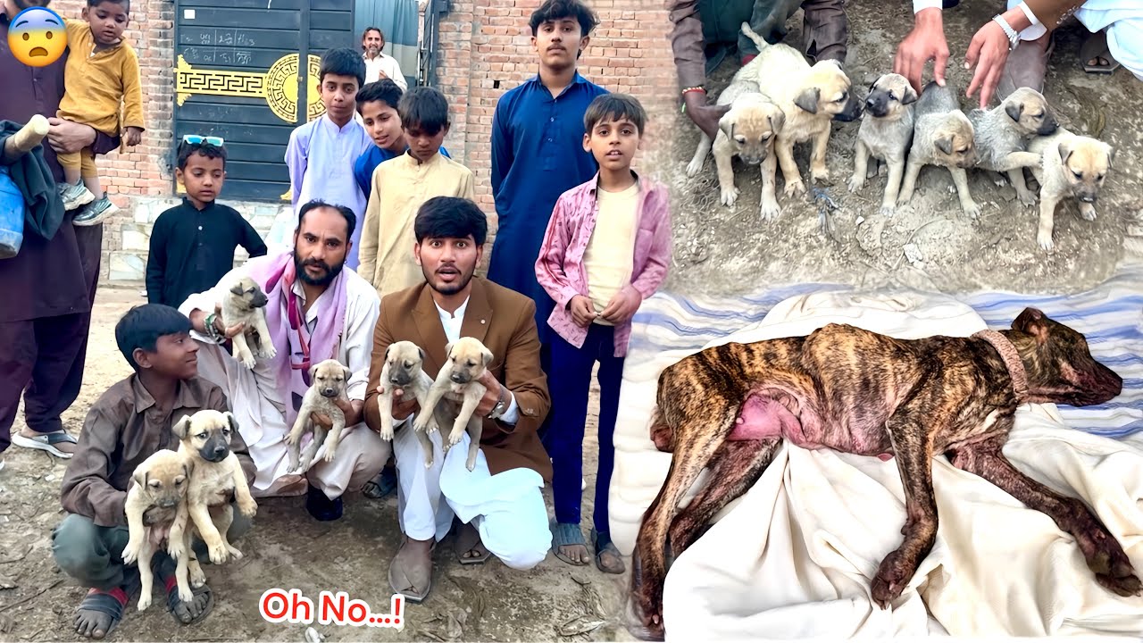 Puppies🐶 Ki Mummy Ko Logon Ny Mar Diya😨
