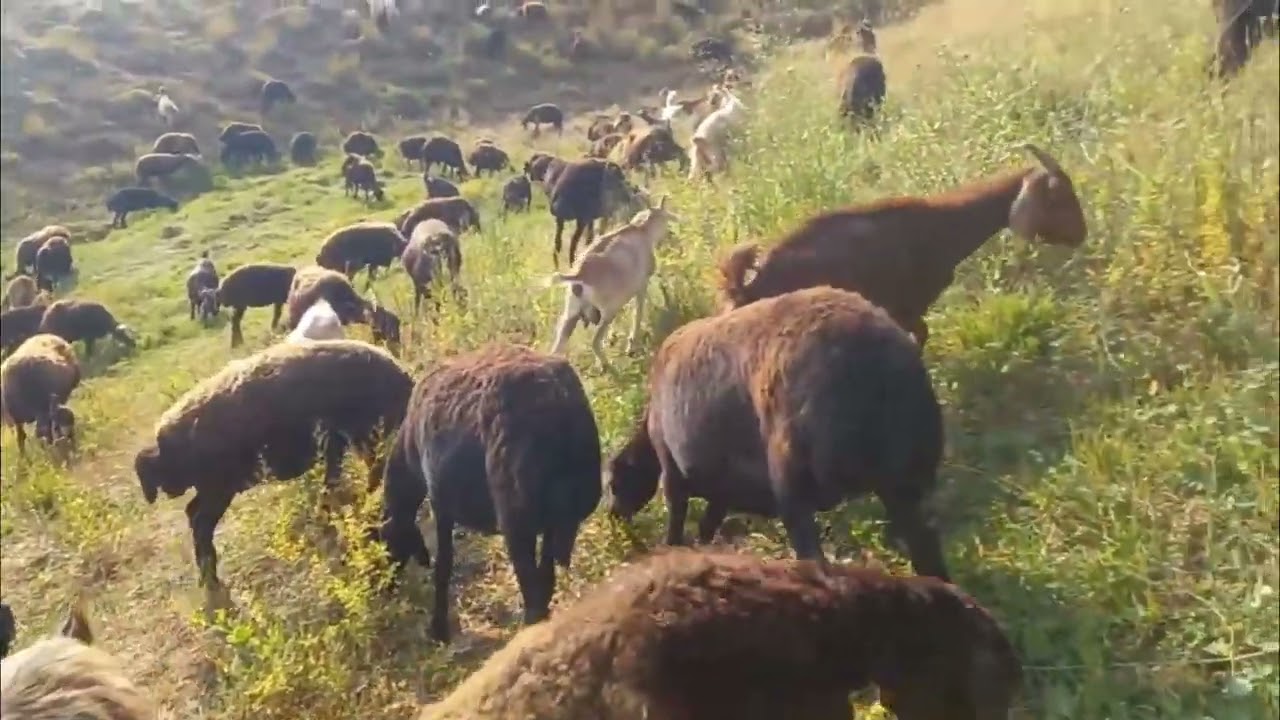 :«زندگی چوپانی در کوه‌های سرسبز»🌿🌴