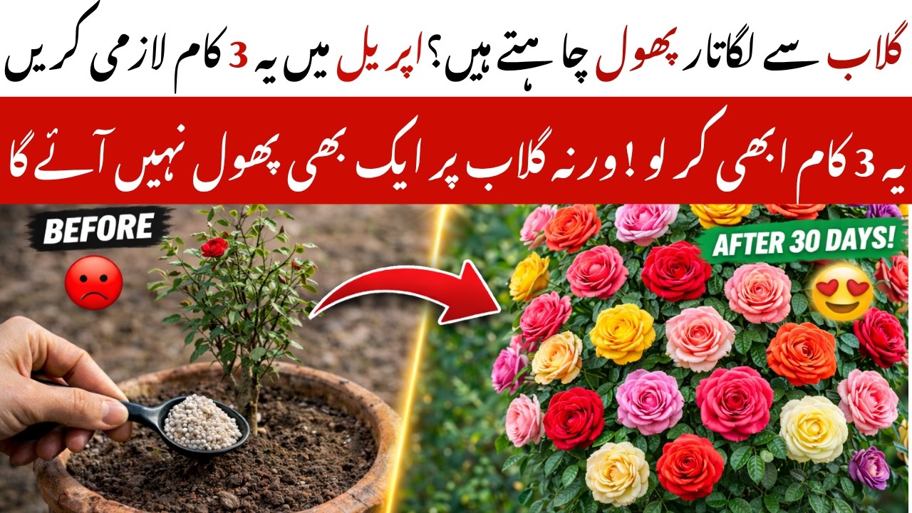 April Rose Care Guide 🌹  Best Homemade Fertilizer+Deadheading & Sucker Removal for Unlimited Flowers