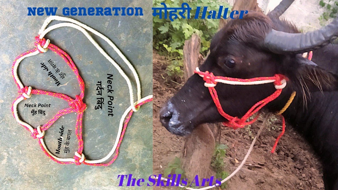 How To Make 4 Knots Halter/मोहरी कैसे बनाएं/ Make A Rope Halter /Cattle Halter #மொவர #theskillsarts