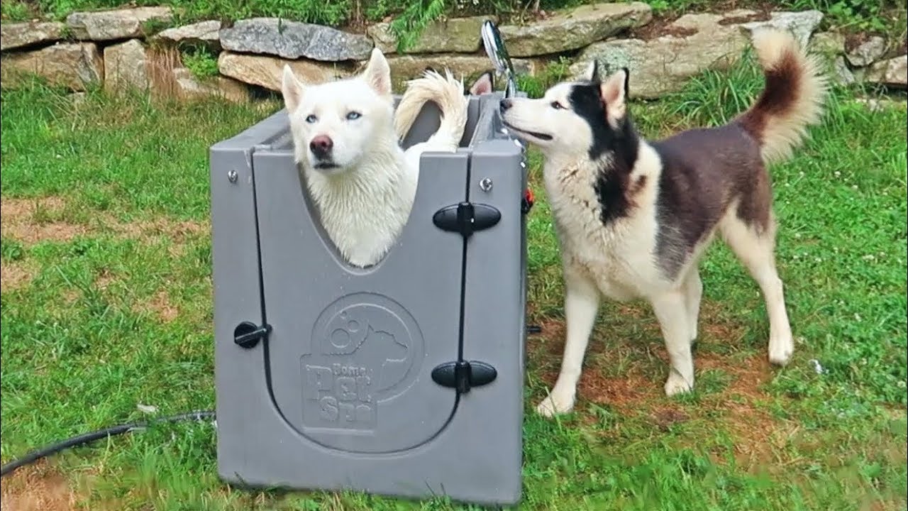 5 Dog Gadgets Put to the Test - Part 8