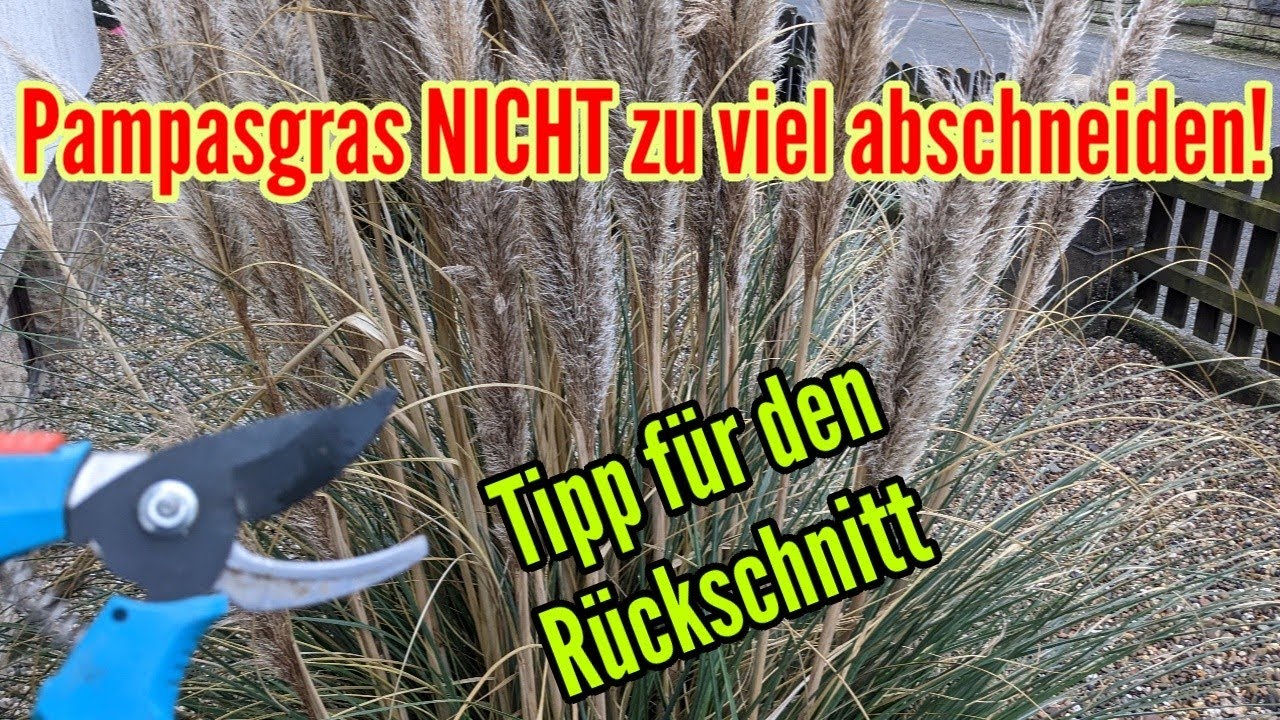 Pampasgras zurückschneiden Mach nicht diesen Fehler So schneide ich mein Ziergras Pampasgras zurück