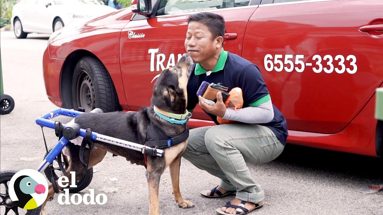 Perrita no puede usar sus patas traseras pero hace lo imposible | El Dodo