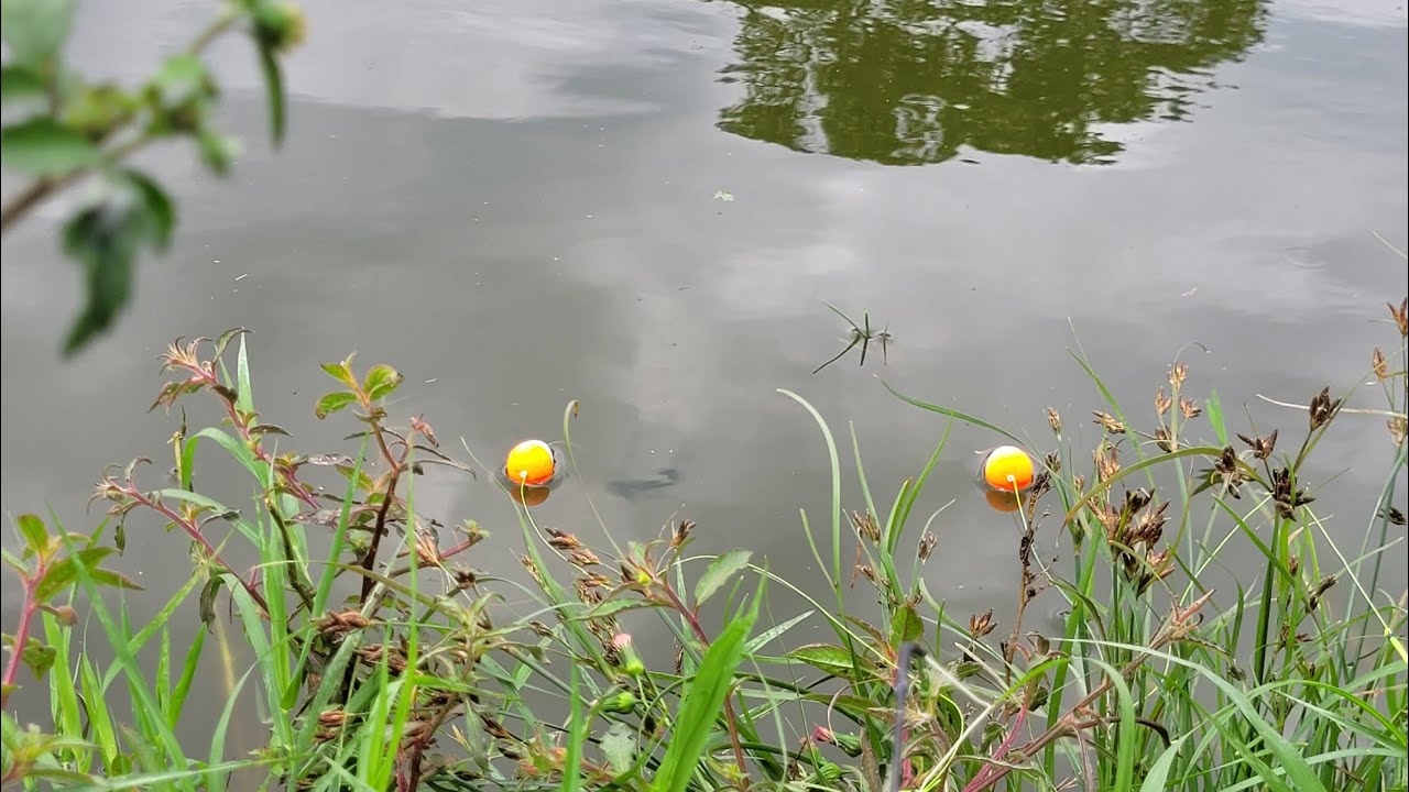 PESCARIA COM FOCO NA BOIA ! É desse jeito que o peixe puxa