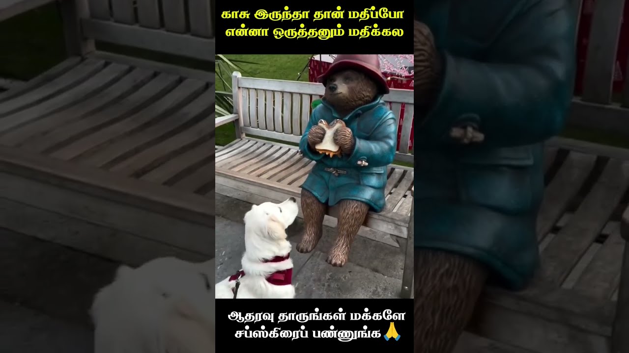 🤦🏻‍♀️காசூ இருந்தா தான் மதிப்போ animal mind voice comedy inTamil #comedyvideo #trending #tamil #funny