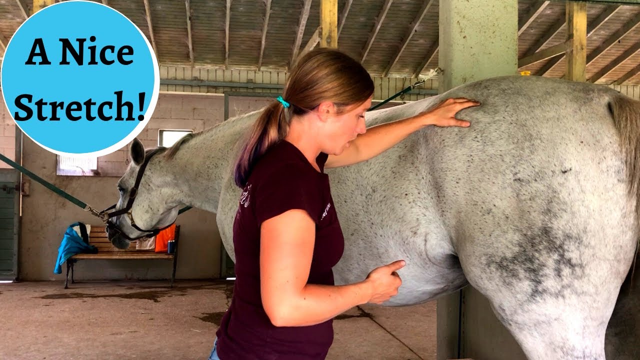 Equine Massage: Back Muscles with Sweet and Spicy Grace Part 2