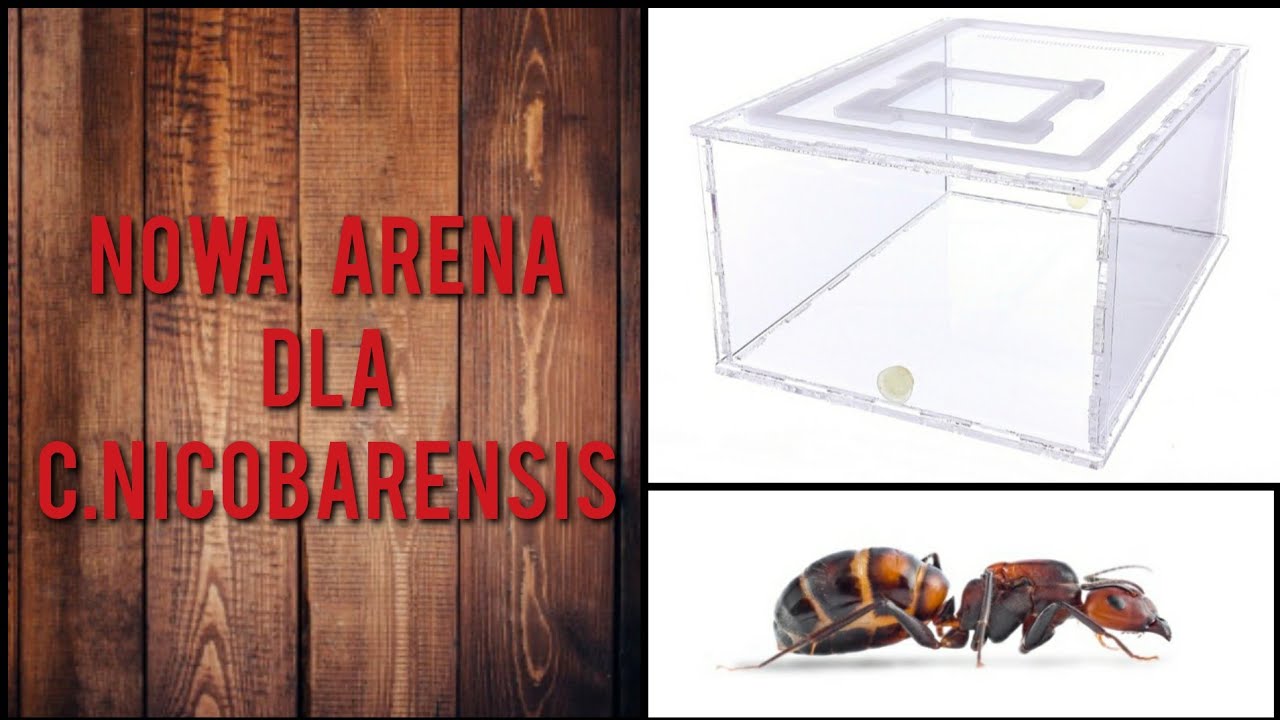 Nowa arena i gniazdo!😁 -Camponotus Nicobarensis
