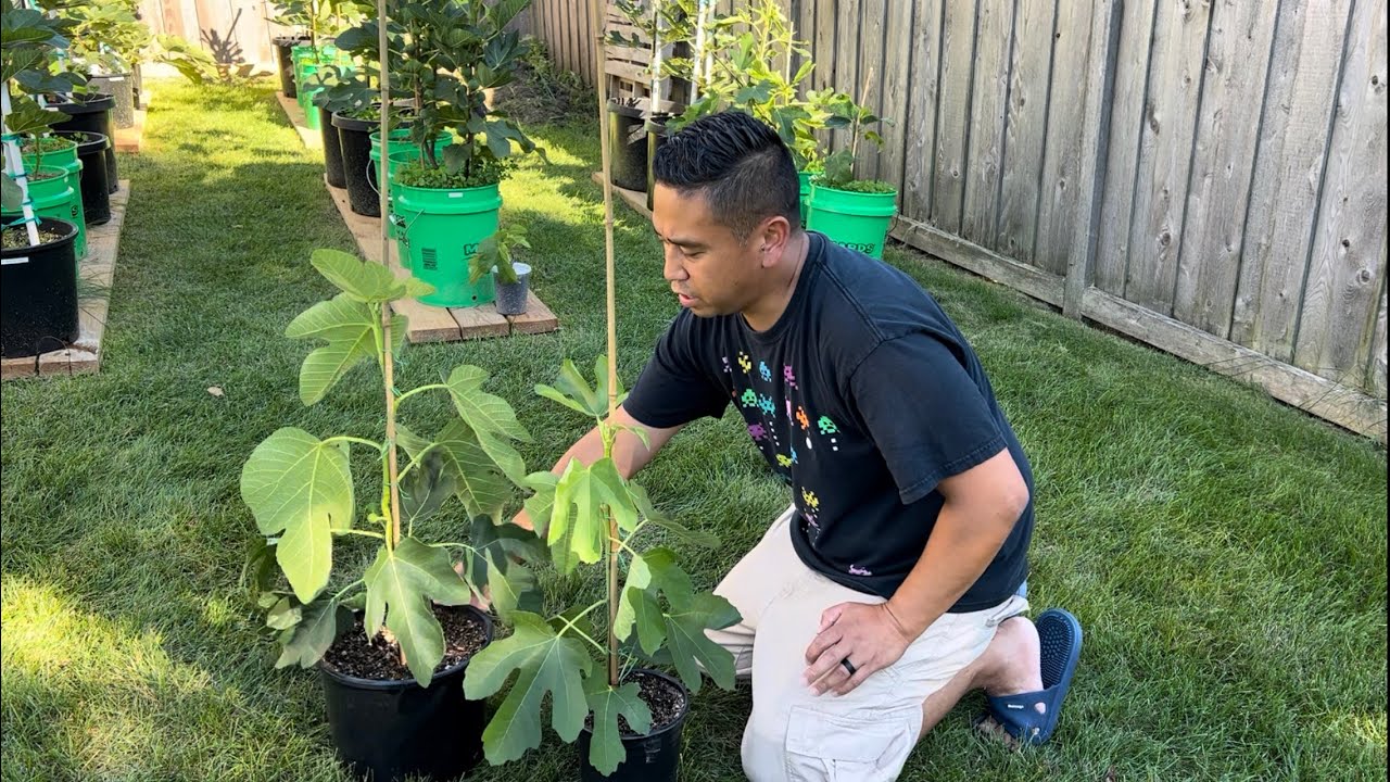 BasementFigs: TRAINING FIG TREES (Part 1) #figs #gardening #figtraining #gardentips