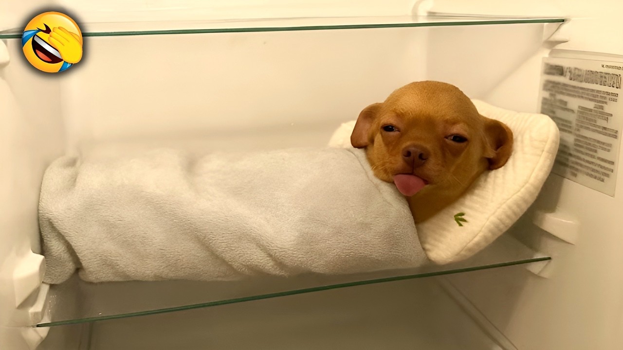 MOST HILARIOUS DOGS & CATS IN 2026😂You laugh You Lose with Funny Animals