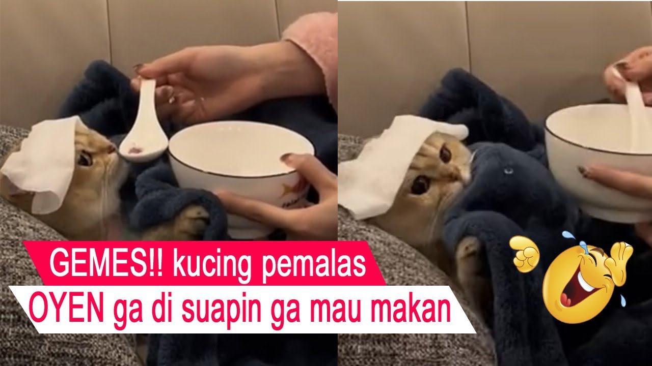 NGAKAK banget/kucing PEMALAS bikin LUCU/kompilasi kucing lucu/kucing paling lucu/#CT