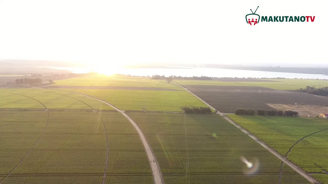 FURSA KILIMO BIASHARA  CHA CHAI  KILO 1500 ZINAZALISHWA KWA HEKTA