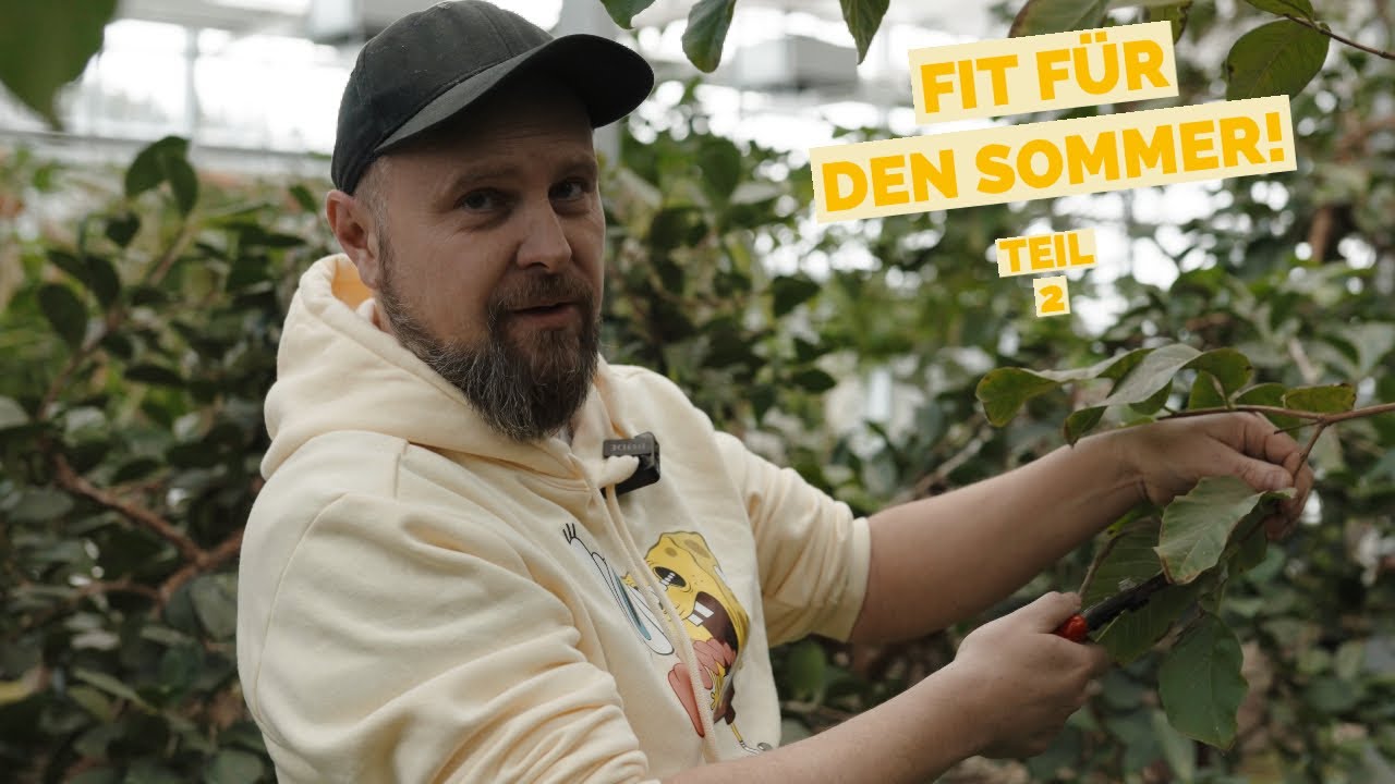 GUAVEN - PFLEGESCHNITT - Fit für den Sommer #diyplanters #tropicalhouse #guava #pflanzenpflege