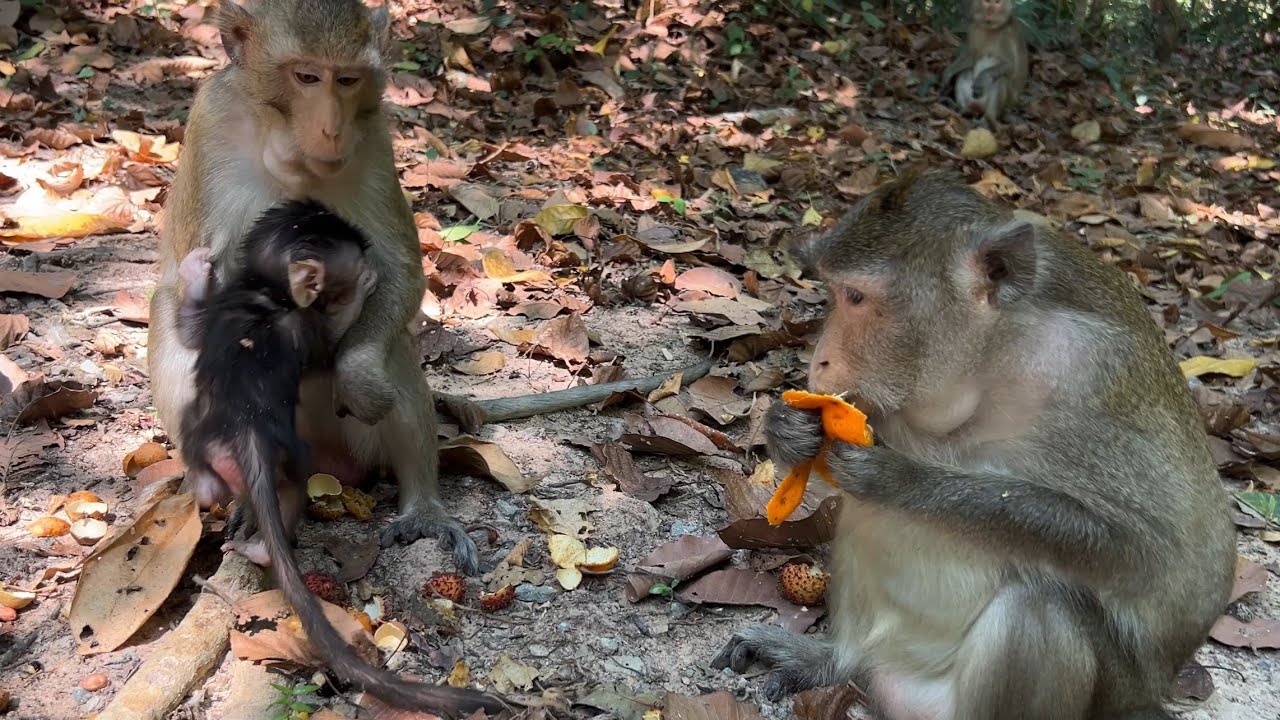 Such A beautiful young monkey Mayra tries to ask good question from Anna how to take care BB soon