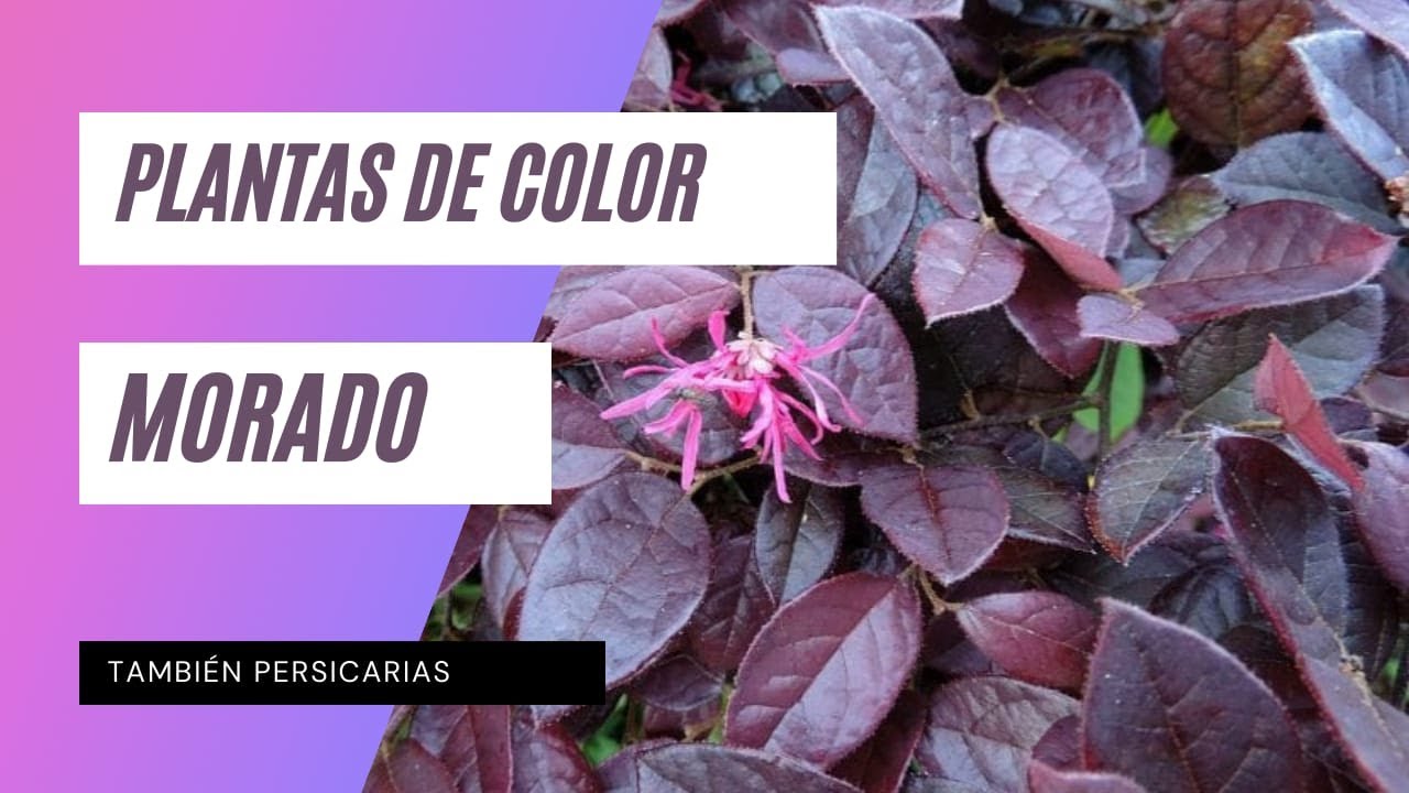 Plantas de color morado para jardín. Berberis, loropetalum, iresine en vivero. Persicarias