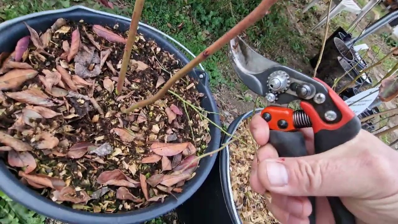 Řez kanadských borůvek