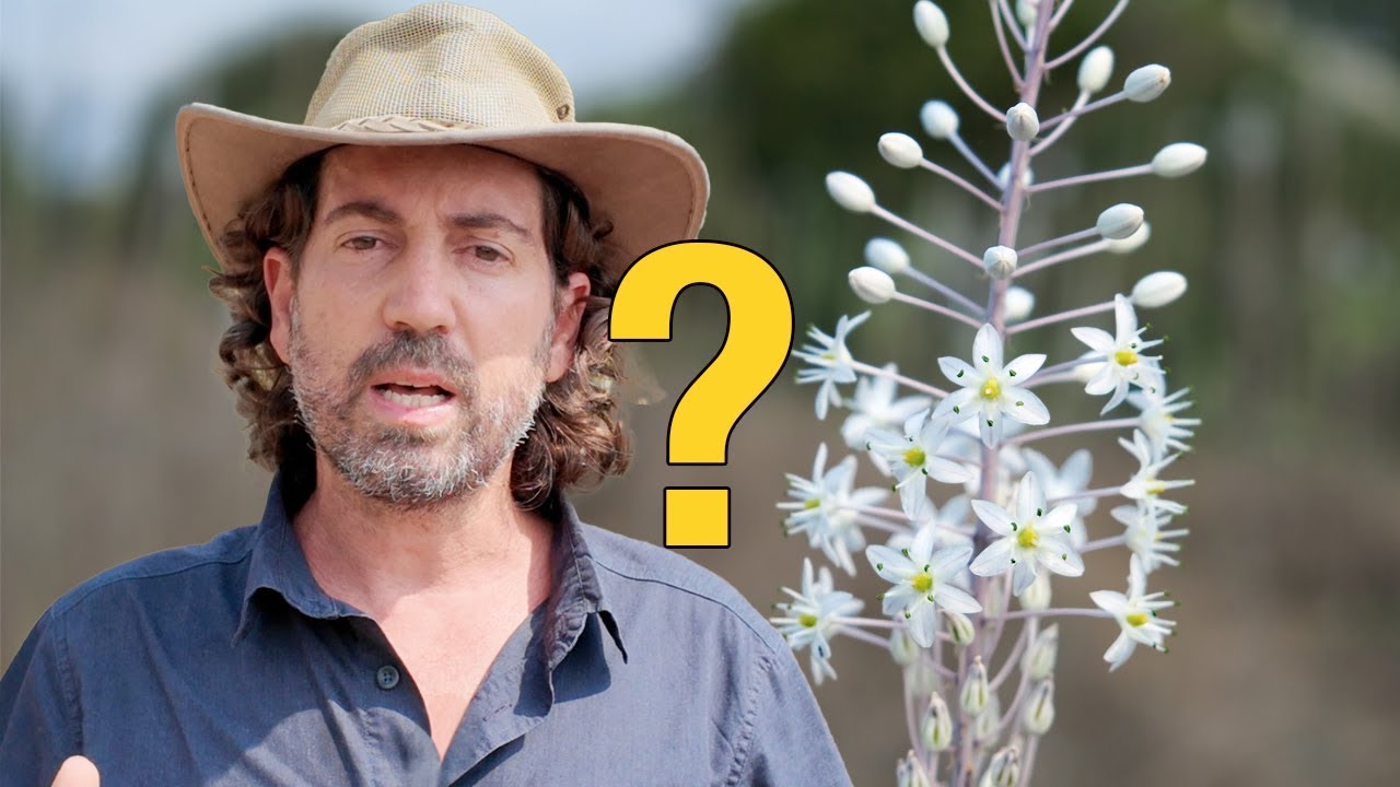 למה החצב לא פורח בגינה שלי?