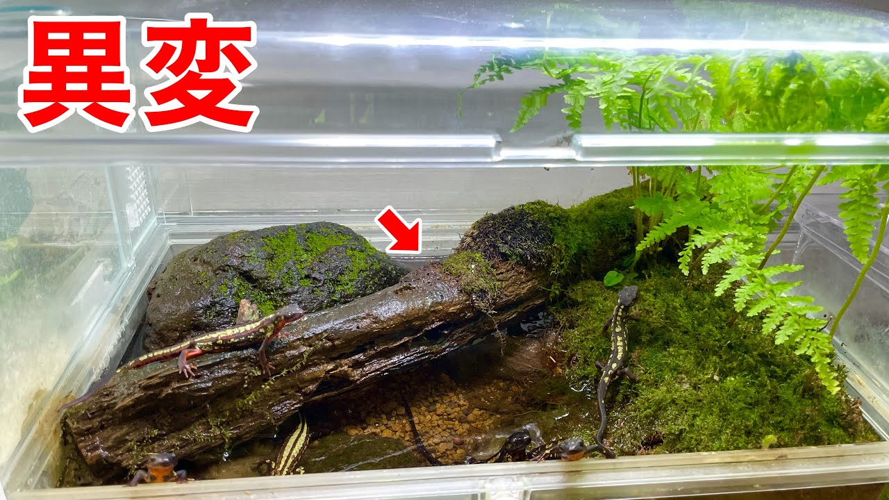 想定外が起きたので緊急対応しました【オキナワシリケンイモリ/イモリウム】