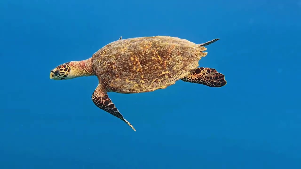 Maldives 2026
