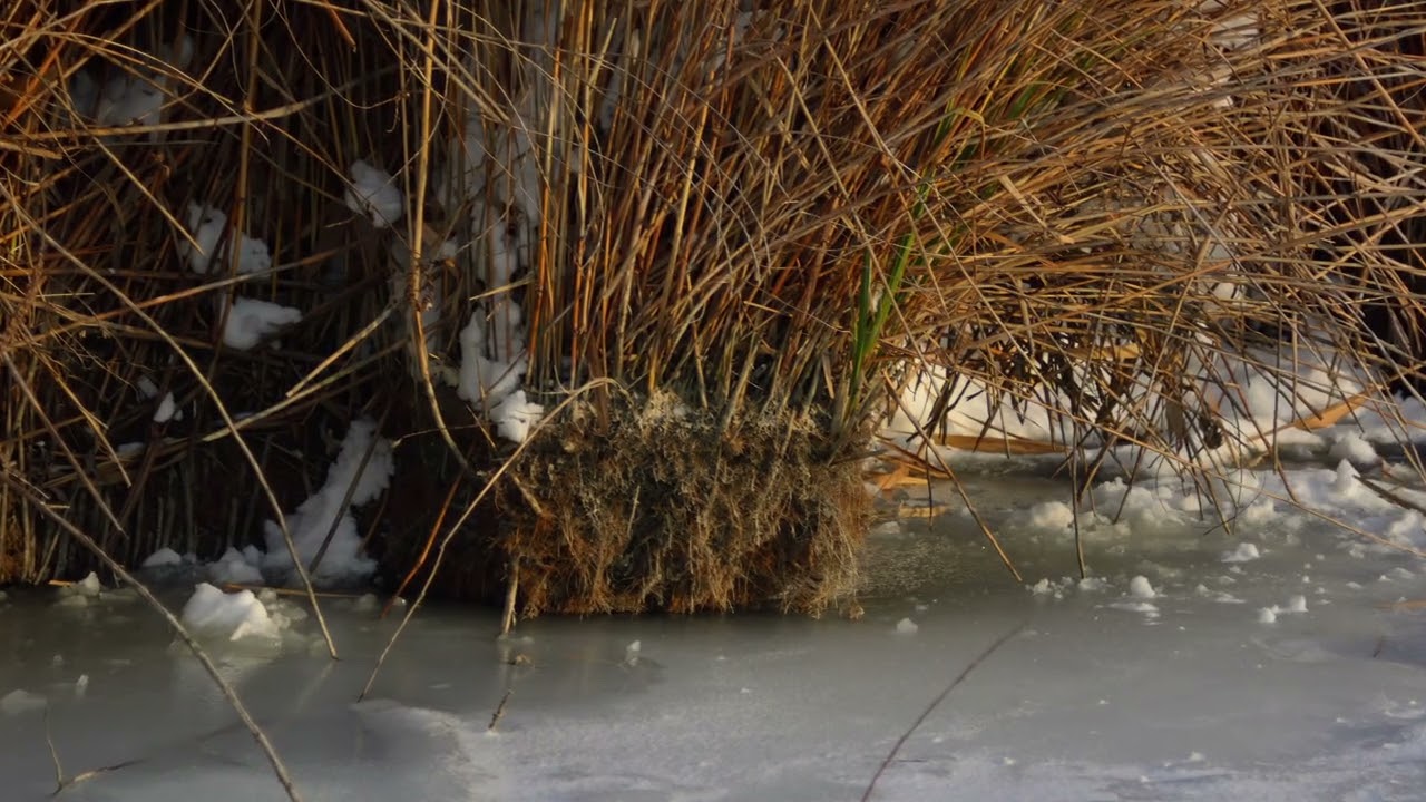 Sparkling winter 2025-26