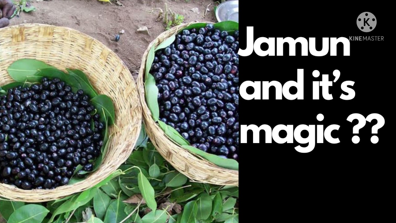 Amazing Health Benefits and Uses of Jamun Fruit Neredu Pallu