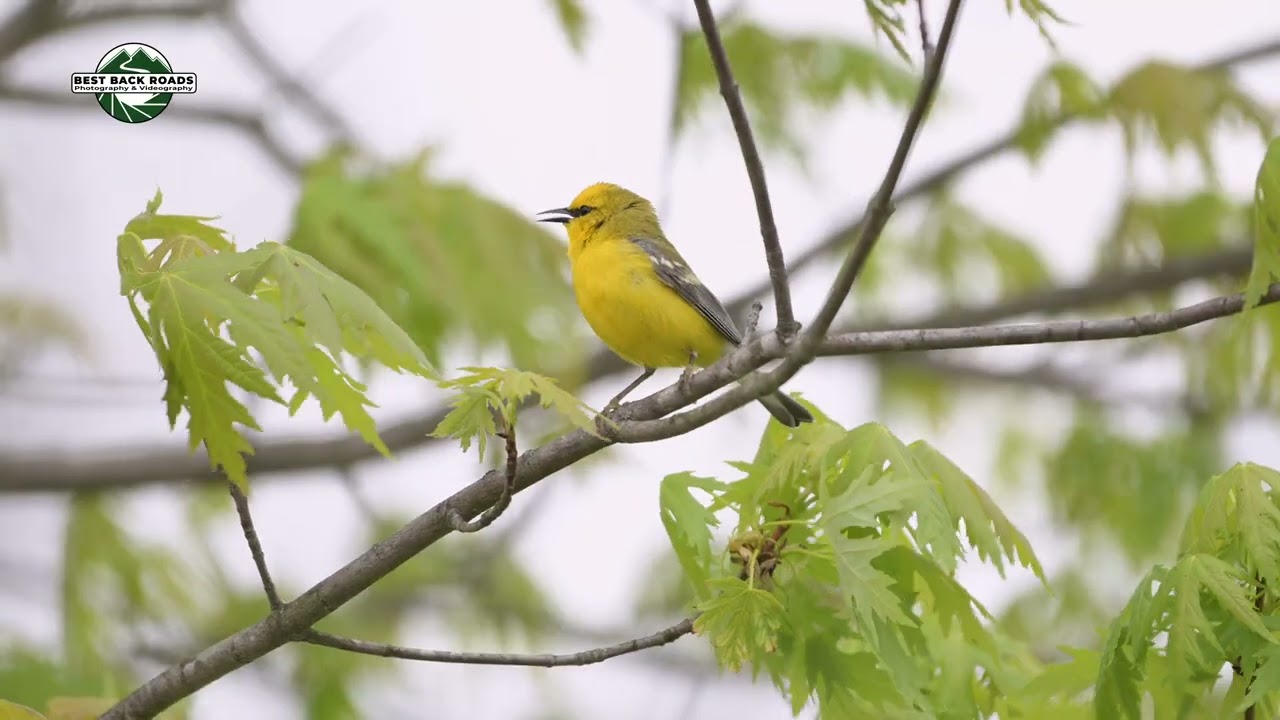 A Day With Best Back Roads #birds #bestbackroads #vermont
