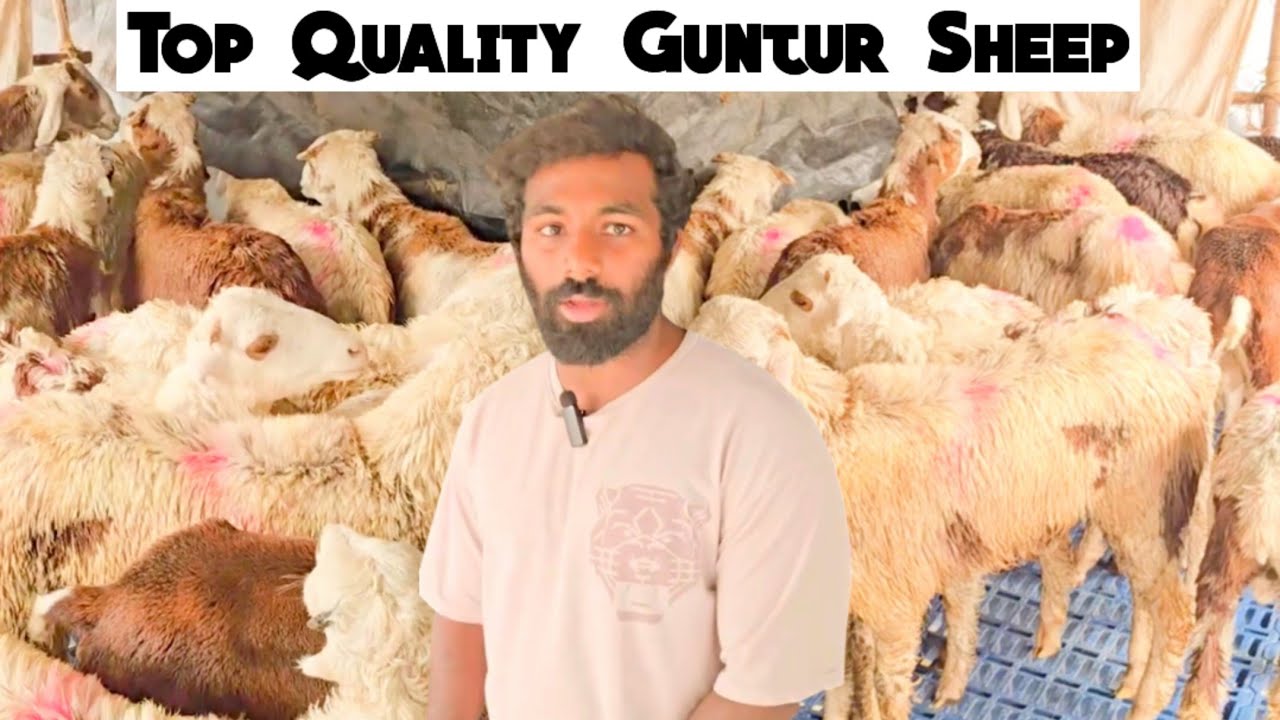 Top Quality Guntur Sheep Available In Uppal Hyderabad |Qurbani Ke Khubsurat Mende |Guntur Baby Sheep