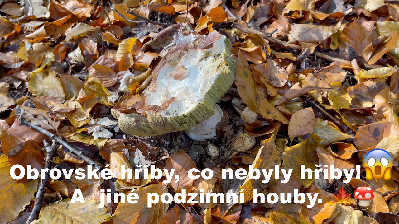 Obrovské Hřiby, co nebyly hřiby a jiné podzimní houby (CZ)