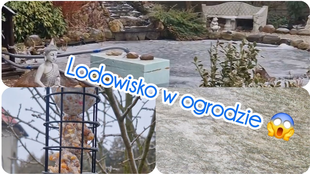 Lodowisko w ogrodzie,  oczka wodne zamarznięte, dokarmianie ptaków 🐦🥶🐠🌿 